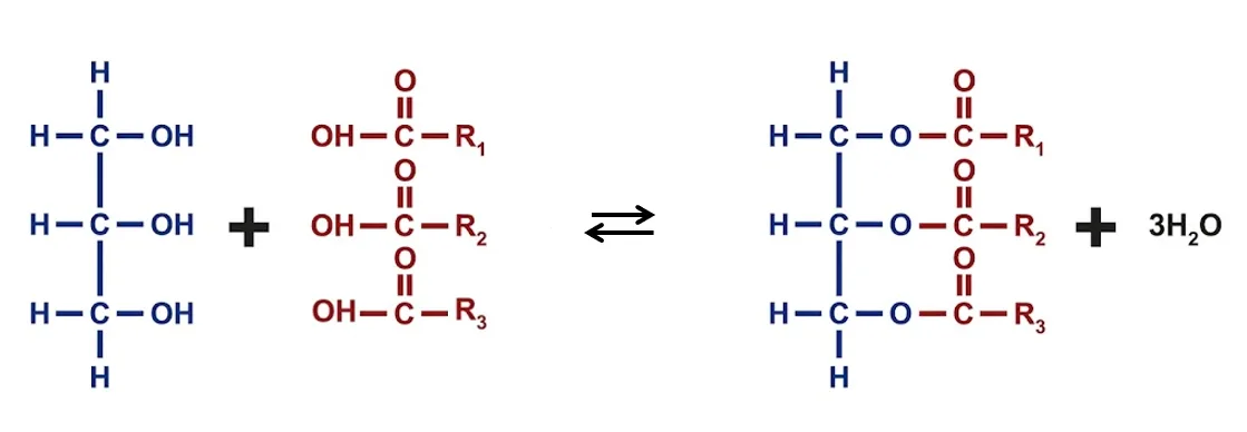 Synthèse d'un triglycéride (corps gras)