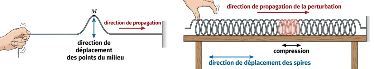 Schémas d'une onde transversale (corde) et longitudinale (ressort)